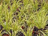 Various styles of grasses