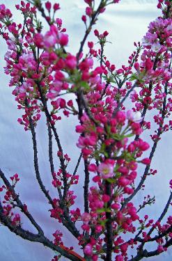 Flowering Crab