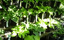 Various Hostas