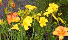 More info on lilies