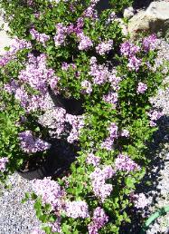 Dwf Lilac
