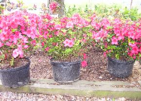 Azalea