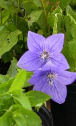 Fuji Blue Balloon Flower