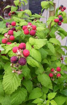Black Rasberry Plants