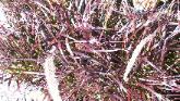 Blood Grass