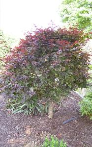 Bloodgood Japanese Red Maple