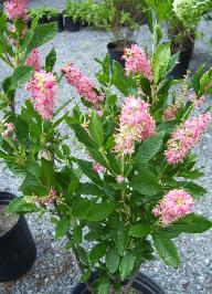 Clethra - Ruby Spice