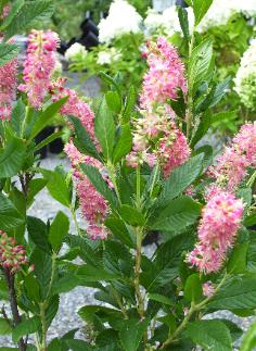 Flowering Shrubs