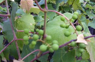 Concord Grape Vines