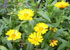 Coreopsis