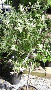 Dwf Maple Tree
