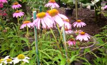 Pink Echinacea