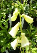 Foxglove