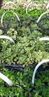 Creeping Myrtle & Pachysandra