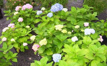 See a variety of Hydrangeas