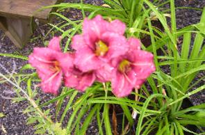 Raspberry Pixie Daylily