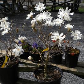 Magnolia