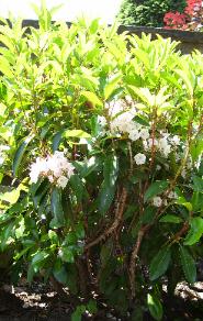 Mountain Laurel