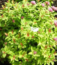 Neon Flash Spirea