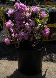 Rhododendron