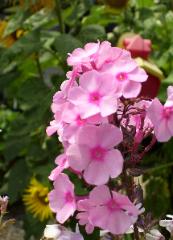 Phlox
