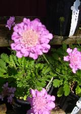Pincushion
