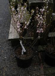 Flowering Almond