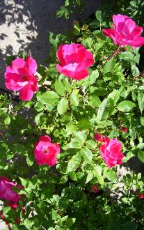See Shrub roses in all colors and helpful tips
