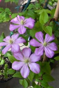 Clematis