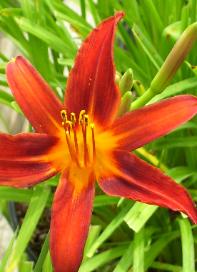 Red Magic Daylily