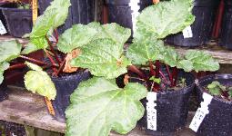 Rhubarb