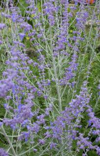 Russian Sage