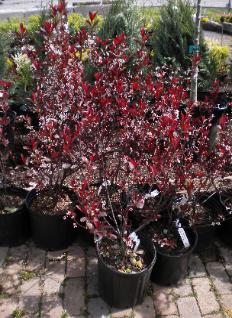 Sandcherry