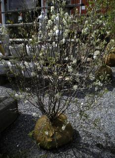 Sarvis Juneberry