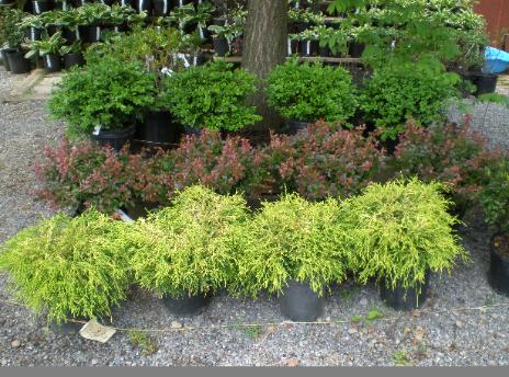 Shrub Varieties
