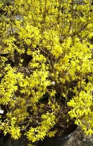 Forsythia