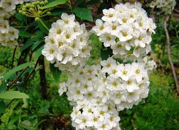 Spirea Vanhoute