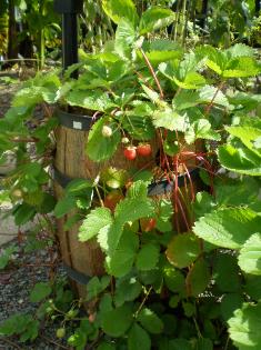 Strawberry Plant in a Barrel