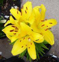 Tiger Lily