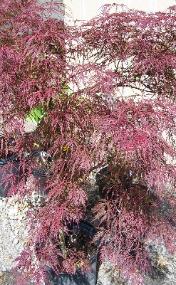 Japanese Maple - Weeping Garnet
