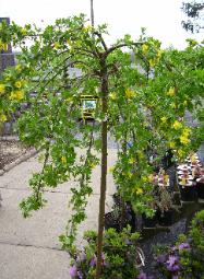 Weeping Pea