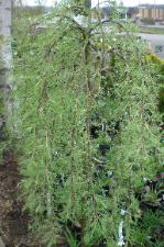 Weeping Pea - Walkeri