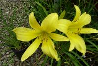 Fragrant Yellow Lily