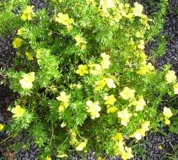 Potentilla