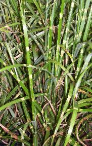 Zebra Grass