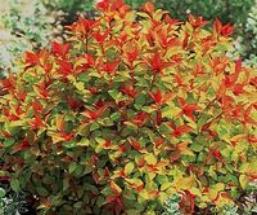 Magic Carpet Spirea